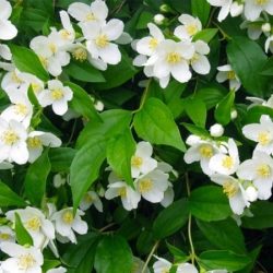 Jaśminowiec wonny - sadzonki