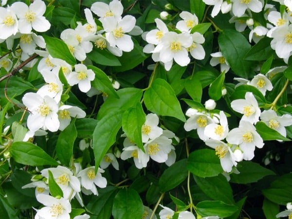 L092-jasminowiec-wonny-3 Jaśminowiec wonny - sadzonki