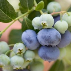 Borówka wysoka Bluecrop