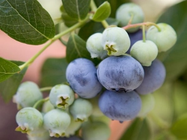 Borówka wysoka Bluecrop