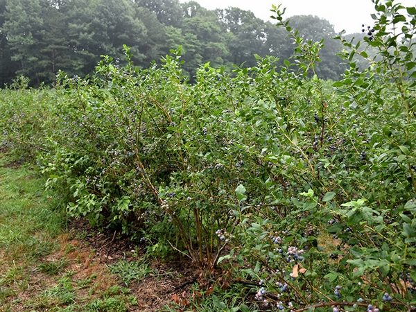 Borówka wysoka Bluecrop