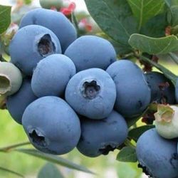 Borówka amerrykańska Chanticleer