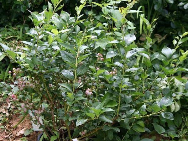 Borówka amerrykańska Earliblue