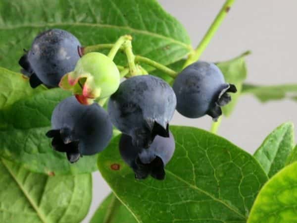 Borówka amerrykańska Earliblue