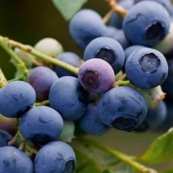 Borówka amerrykańska Earliblue