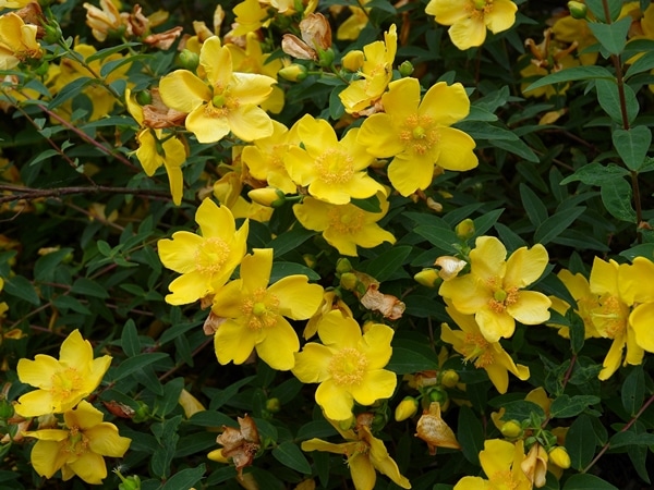 L100-dziurawiec-hidcote-4