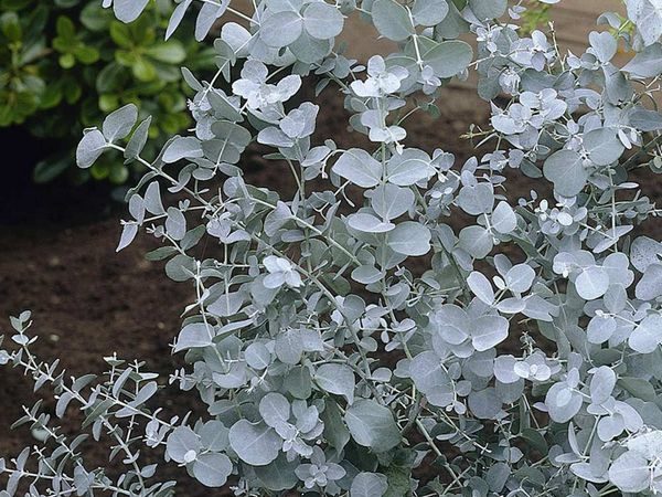 Eukaliptus gunni (górski) - obrazek 3