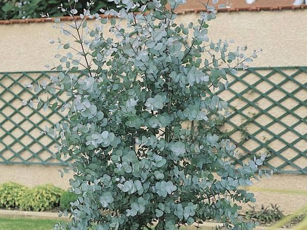 Eukaliptus gunni (górski) - obrazek 2