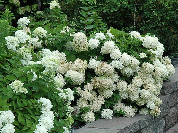 Hortensja bukietowa GRANDIFLORA - obrazek 4