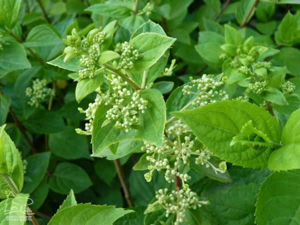Hortensja bukietowa GRANDIFLORA - obrazek 5