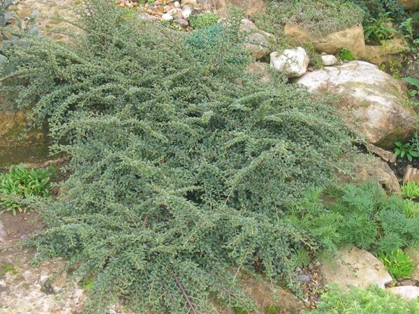 Irga purpurowa VARIEGATUS