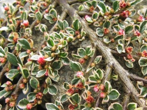 Irga purpurowa VARIEGATUS