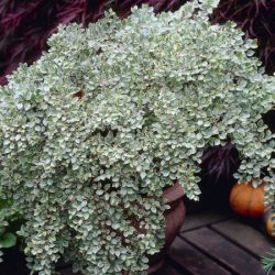 Irga purpurowa VARIEGATUS - sadzonki