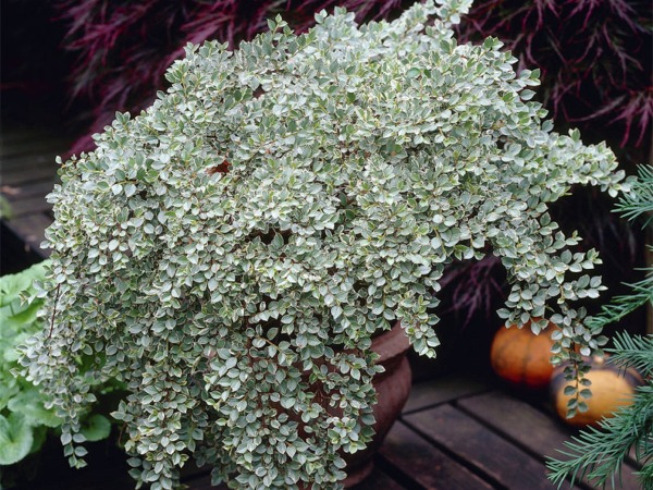 L106-irga-purpurowa-variegatus-6 Irga purpurowa VARIEGATUS - sadzonki