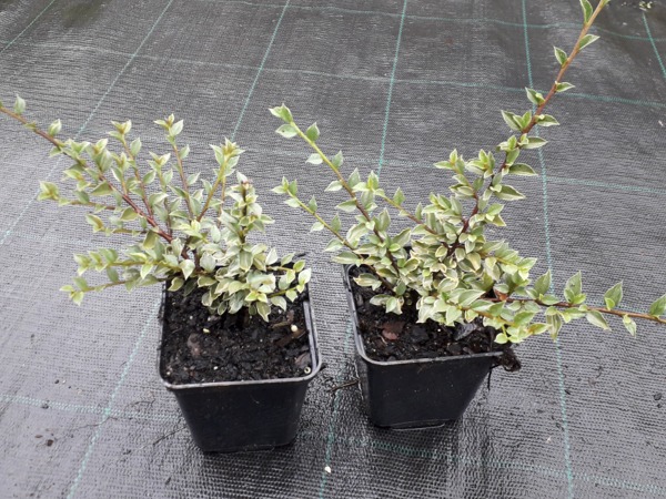 L106-irga-purpurowa-variegatus-sadzonki Irga purpurowa VARIEGATUS - sadzonki P9