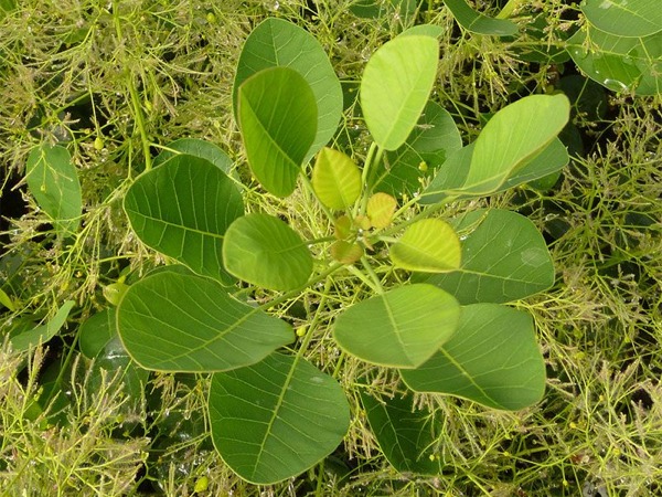 L114-perukowiec-podolski-4 Perukowiec podolski