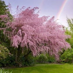 Tamaryszek drobnokwiatowy - sadzonki