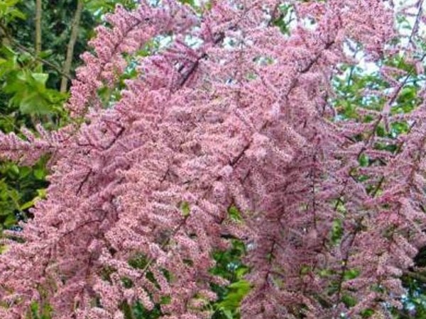 Tamaryszek drobnokwiatowy - sadzonki