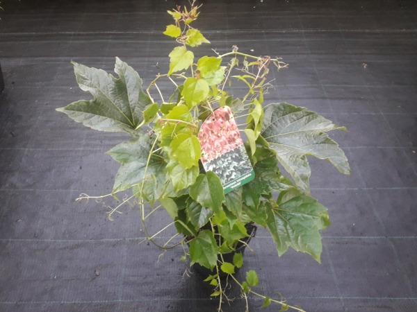 Winobluszcz trójklapowy VEITCHII - sadzonki C2