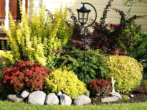 Berberys thunberga BAGATELLE - sadzonki