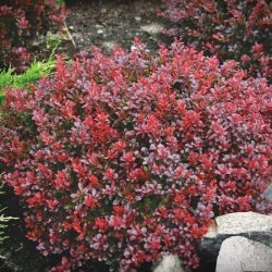 Berberys thunberga BAGATELLE - sadzonki