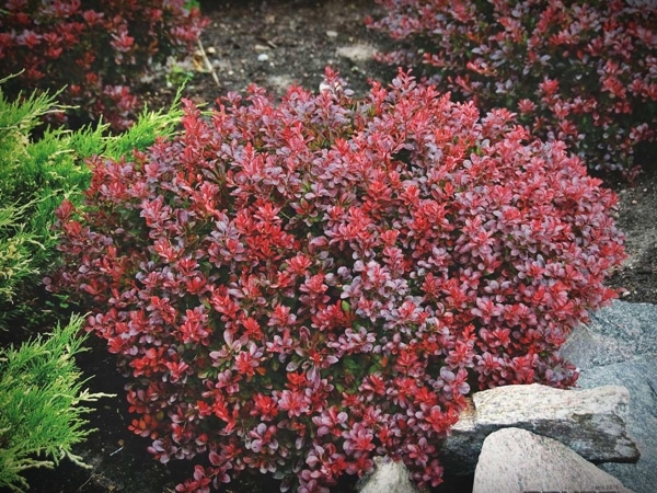 L122-berberys-thunberga-bagatelle-5 Berberys thunberga BAGATELLE - sadzonki