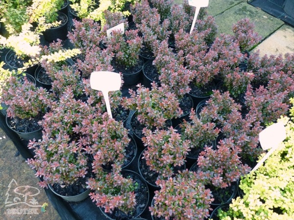 L122-berberys-thunberga-bagatelle-s2 Berberys thunberga BAGATELLE - sadzonki C2