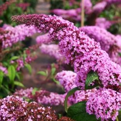 Budleja Davida PINK DELIGHT - sadzonki