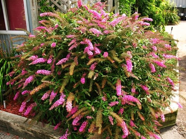 Budleja Davida PINK DELIGHT - sadzonki