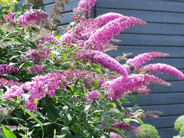 Budleja Davida PINK DELIGHT - sadzonki