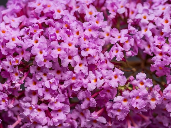 Budleja Davida PINK DELIGHT - sadzonki