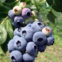 Borówka amerykańska HANNAH'S CHOICE