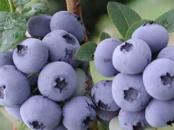 Borówka amerykańska HANNAH'S CHOICE