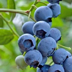 Borówka amerykańska SPARTAN