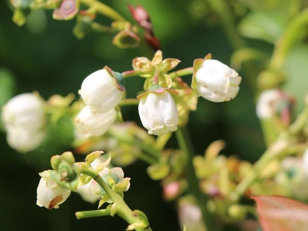 Borówka amerykańska SPARTAN