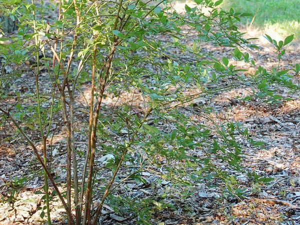 Borówka amerykańska SPARTAN