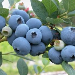 Borówka amerykańska PATRIOT