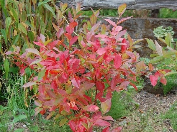 Borówka amerykańska PATRIOT