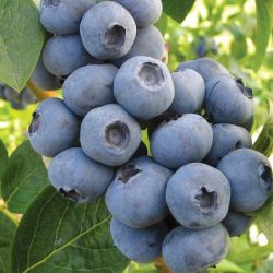 Borówka amerykańska TORO