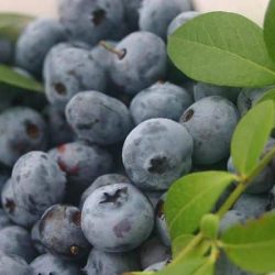 Borówka amerykańska GOLDTRAUBE