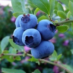 Borówka amerykańska RUBEL