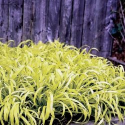 prosownica rozpierzchła aureum