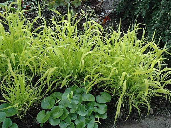 prosownica rozpierzchła aureum