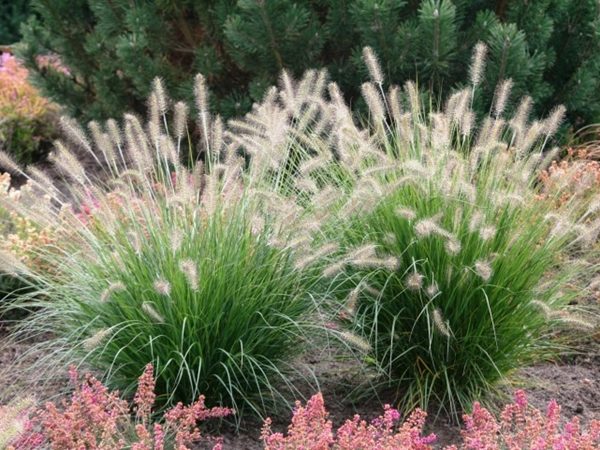 Rozplenica japońska HAMELN - sadzonki w doniczkach