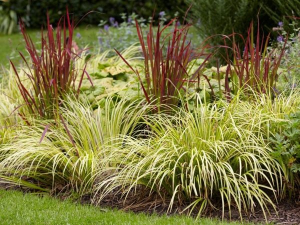 Tatarak trawiasty OGON - obrazek 4