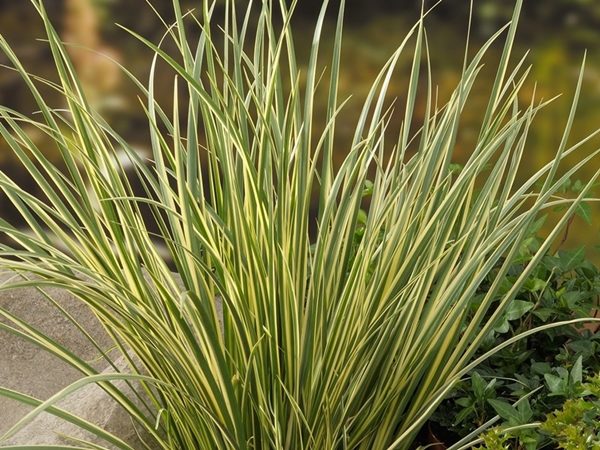 Tatarak trawiasty VARIEGATUS - obrazek 4