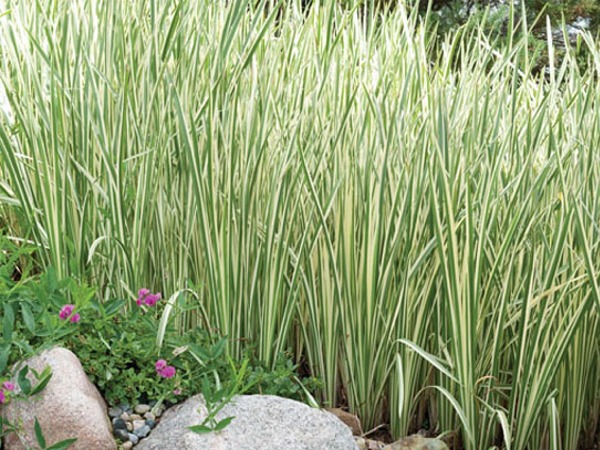 T020-tatarak-trawiasty-variegatus-6 Tatarak trawiasty VARIEGATUS - obrazek 1