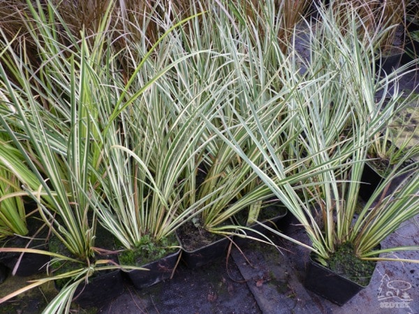 T020-tatarak-trawiasty-variegatus-s11