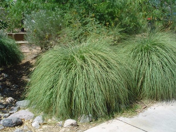 Trawa pampasowa ROSEA - obrazek 5