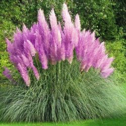 Trawa pampasowa ROSEA